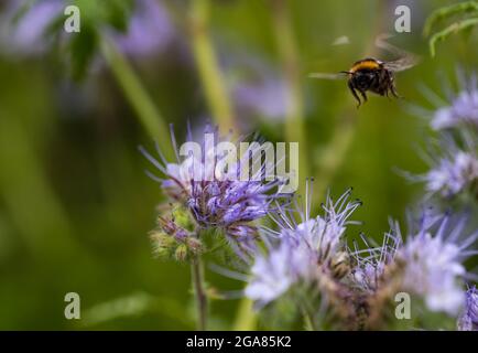 East Lothian, Schottland, Vereinigtes Königreich, 29. Juli 2021. Wetter in Großbritannien: Sonnenschein auf Ackerbau Pflanzen und Bienen: Ein Feld wird von einer voll blühenden Spitzenkultur (phacelia tanacetifolia) umgeben, die auch als violette oder blaue tansy bekannt ist und als Bestäuberanzieher fungiert. Die Blüten leben mit summenden Hummeln aller Sorten, einschließlich Weißschwanzhummeln Stockfoto