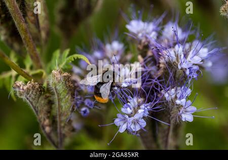 East Lothian, Schottland, Vereinigtes Königreich, 29. Juli 2021. Wetter in Großbritannien: Sonnenschein auf Ackerbau Pflanzen und Bienen: Ein Feld wird von einer voll blühenden Spitzenkultur (phacelia tanacetifolia) umgeben, die auch als violette oder blaue tansy bekannt ist und als Bestäuberanzieher fungiert. Die Blüten leben mit summenden Hummeln aller Sorten, einschließlich Weißschwanzhummeln Stockfoto