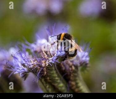 East Lothian, Schottland, Vereinigtes Königreich, 29. Juli 2021. Wetter in Großbritannien: Sonnenschein auf Ackerbau Pflanzen und Bienen: Ein Feld wird von einer voll blühenden Spitzenkultur (phacelia tanacetifolia) umgeben, die auch als violette oder blaue tansy bekannt ist und als Bestäuberanzieher fungiert. Die Blüten leben mit summenden Hummeln aller Sorten, einschließlich Weißschwanzhummeln Stockfoto