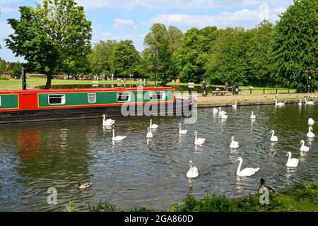 Newbury, Bekshire, England - 2021. Juni: Schwäne um ein Schmalboot, das an einem öffentlichen Park am Kennet- und Avon-Kanal festgemacht ist Stockfoto