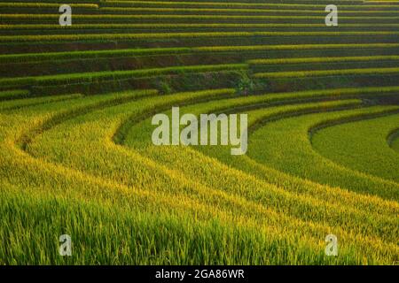 Reisfelder auf Terrassen in Chiang Mai, Landschaft mit Reisterrassen mit Sonnenuntergang im Ban Papongpieng Chiangmai Thailand Stockfoto
