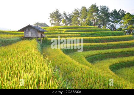 Reisfelder auf Terrassen in Chiang Mai, Landschaft mit Reisterrassen mit Sonnenuntergang im Ban Papongpieng Chiangmai Thailand Stockfoto