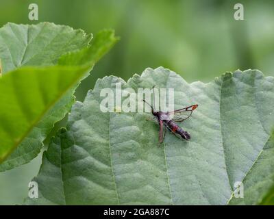 Rotflügelmotte, Synanthedon formicaeformis, auf Blatt. Stockfoto