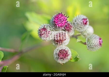 Blühende Klette, arctium, im Sommer Stockfoto