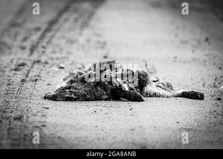 Fuchskarkasse auf einer Schotterstraße. Die verfaulenden Körper des Fuchses haben auf die Straße getroffen. Stockfoto