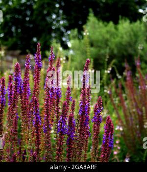 Nahaufnahme eines Waldsalbeis (Salvia nemorosa oder Balkan-Klary) in einem üppigen Sommergarten Stockfoto