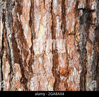 Nahaufnahme der bunten, gelblich-bräunlichen Rinde eines Baumes Stockfoto