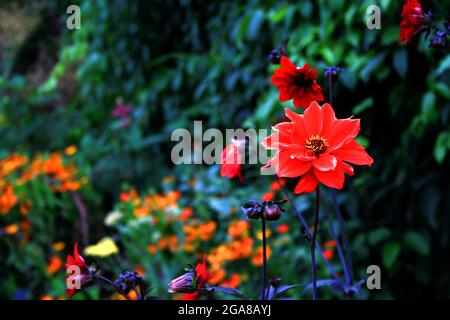 Bunte Blumen in einem wunderschönen und üppigen englischen Garten Stockfoto