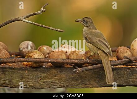 Streifenohriger Bulbul (Pycnonotus blanfordi conradi) Erwachsener am Vogeltisch in der Nähe von Kaeng Krachan, Thailand November Stockfoto