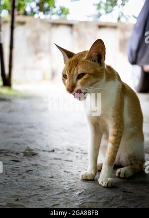 Nahaufnahme einer indischen Straßenkatze, die an einer Seitenstraße sitzt und Lippen leckt Stockfoto