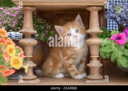 Niedliches rot-tabby-weißes Kätzchen mit schönen blauen Augen, das in einem alten Holzdrehschrank mit Blumen sitzt und neugierig zuschaut Stockfoto