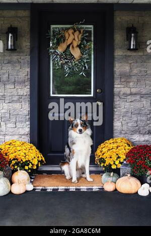 Schöner glücklicher junger Rüde Blue Merle Australian Shepherd Hund sitzt auf einer Veranda mit Herbstmums und Kürbissen für Thanksgiving Day dekoriert Stockfoto