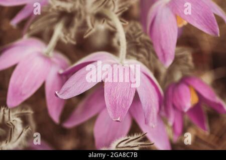 Getönte Foto schöne Wilde Frühling Rosa Lila magenta Blumen. Blühende Pflanze Stockfoto