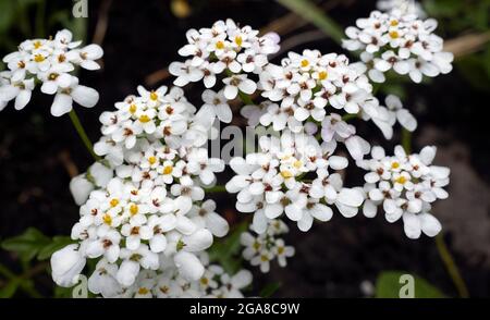 Iberis sempervirens, gemeinhin Candytuft genannt, ist eine niedrig wachsende, sich ausbreitende, holzbasierte, Krautiger, mehrjähriger blühender Strauch Stockfoto