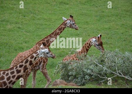 Gruppe von Giraffen, die auf dem Gras stehen und Pflanzen fressen Stockfoto