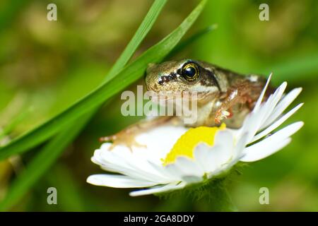 Gewöhnlicher Frosch (Rana temporaria) Froglet auf der Gänseblümchen-Blume (Bellis perennis) Stockfoto