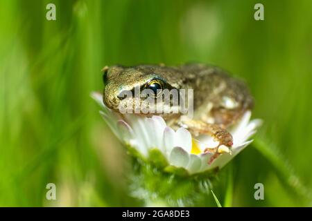 Gewöhnlicher Frosch (Rana temporaria) Froglet auf der Gänseblümchen-Blume (Bellis perennis) Stockfoto