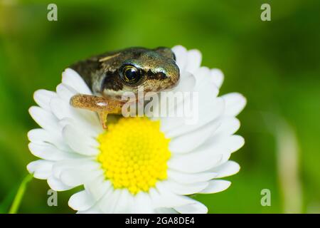 Gewöhnlicher Frosch (Rana temporaria) Froglet auf der Gänseblümchen-Blume (Bellis perennis) Stockfoto