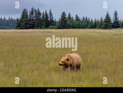 Blonde Junge aus dem zweiten Jahr auf einer Wiese, Silver Salmon Creek, Lake Clark National Park und Preserve, Alaska Stockfoto