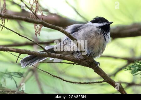 Black capped Chickadee thront in einem Baum im Südwesten von Ontario, Kanada. Stockfoto