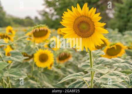 Sonnenblumen blühten im Feld bei Sonnenuntergang Stockfoto