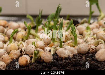 Schnell wachsende Erbsensprossen aus gelben Erbsen Stockfoto