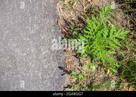 Amerikanische gewöhnliche Ragweed. Der junge Busch hat noch keine Ambrosia auf der Seite der Asphaltstraße geblüht. Gefährliche Pflanze, Ambrosia Sträucher Stockfoto