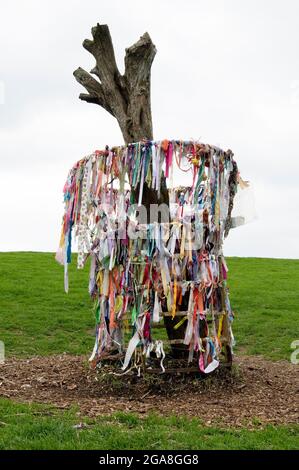 Der Glastonbury Thorn auf dem Wearyall Hill Glastonbury Somerset England Stockfoto