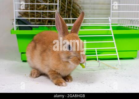 Ingwer-Kaninchen sitzt in der Nähe des Käfigs. Ein schönes Haustier. Flauschiges Tier, Fell. Haustier zu Hause. Stockfoto