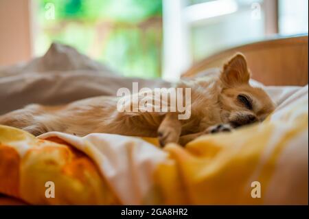 Der kleine süße chihuahua liegt in einer Bettdecke auf dem Bett und schläft glücklich. Im Hintergrund sieht man den Balkon und die grünen Bäume. Stockfoto