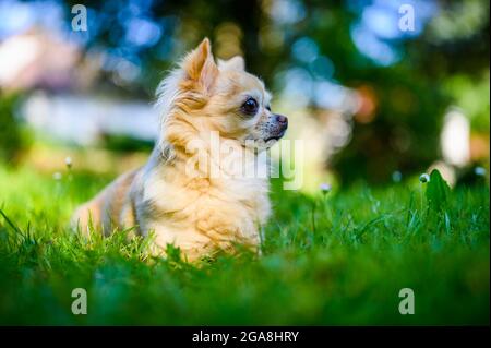 Kleine niedliche chihuahua, die in frischem grünen Gras liegt. Es ist Sommer, die Sonne scheint und die Farben sind lebendig. Stockfoto