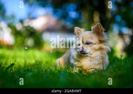 Kleine niedliche chihuahua, die in frischem grünen Gras liegt. Es ist Sommer, die Sonne scheint und die Farben sind lebendig. Stockfoto