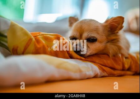 Der kleine süße chihuahua liegt in einer Bettdecke auf dem Bett und schläft glücklich. Im Hintergrund sieht man den Balkon und die grünen Bäume. Stockfoto