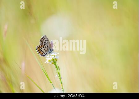 Nahaufnahme eines winzigen, niedlichen Schmetterlings (Scolitantides orion, die karierten, blauen, mit Stachelflügeln bewachsenen Schmetterlinge), der auf einem Gras steht. Schöner, unscharfer Hintergro Stockfoto