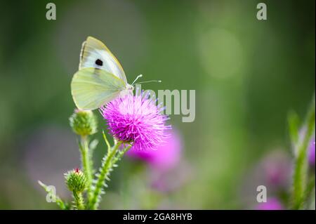 Nahaufnahme eines winzigen, niedlichen Schmetterlings (Pieris rapae), der auf einem Gras steht. Schöner unscharfer Hintergrund, schönes buntes Bokeh. Sommer, schönes weiches Licht. Stockfoto