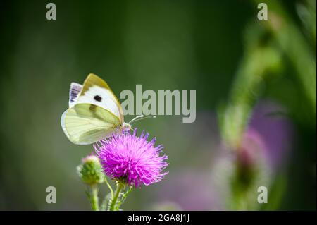 Nahaufnahme eines winzigen, niedlichen Schmetterlings (Pieris rapae), der auf einem Gras steht. Schöner unscharfer Hintergrund, schönes buntes Bokeh. Sommer, schönes weiches Licht. Stockfoto