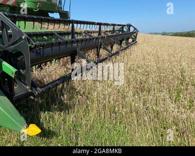 Landwirt auf Getreidemaschinen Ernte Weizen Stockfoto