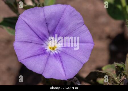 Nahaufnahme einer grundblauen Convolvulus (Convolvulus sabatius) Blüte in Blüte Stockfoto