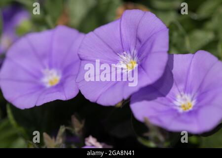 Nahaufnahme eines grundblauen Convolvulus (Convolvulus sabatius) blüht Stockfoto