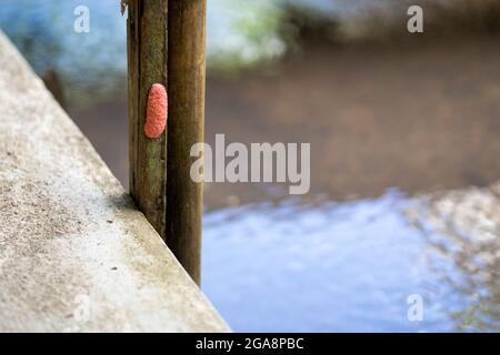 Holzstab mit goldenen Apfelschnecke-Eiern in der Nähe eines Sees Stockfoto