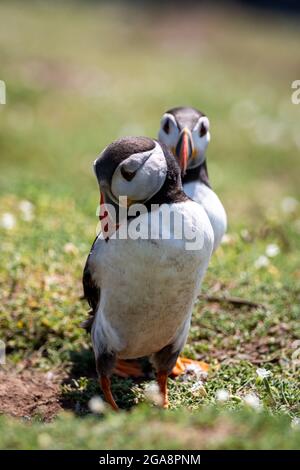 Zwei Papageitaucher auf Skomer Island vor der Pembrokeshire Coast mit geringer Tiefenschärfe Stockfoto