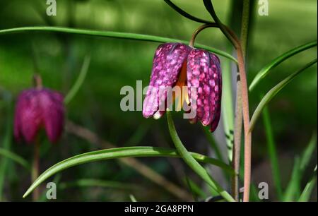 Blühender Schlangenkopf-Fritillary (Fritillaria meleagris) in einem Garten. Österreich Stockfoto