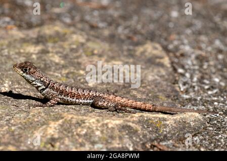 Amazonas-Lavaeidechse (Tropidurus torquatus), Sao Paulo, Brasilien Stockfoto