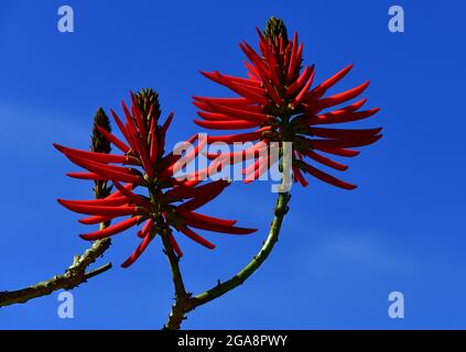 Korallenbaum (Erythhrina speciosa) blühend, heimische Platte nach Brasilien Stockfoto