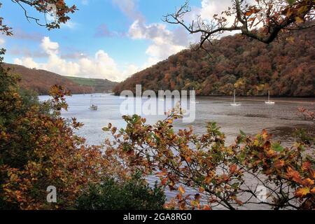 Der Fluss Dart zwischen Totnes und Dartmouth im Bezirk South Hams von South Devon, Südwestengland. Gesehen hier im Herbst mit den Blättern auf der t Stockfoto