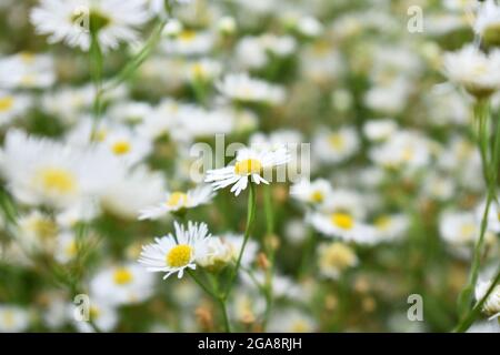 Ein Feld von weißen Gänseblümchen-Flabanen (Erigeron annuus) blüht Stockfoto