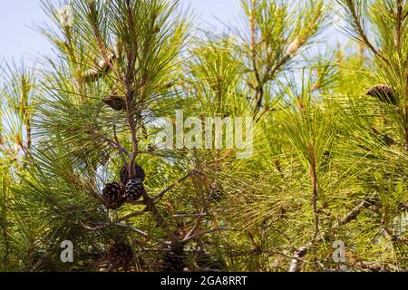 Kegel auf einem Baum an einem sonnigen Tag mit einem blauen Himmel Stockfoto