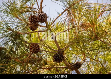 Kegel auf einem Baum an einem sonnigen Tag mit einem blauen Himmel Stockfoto