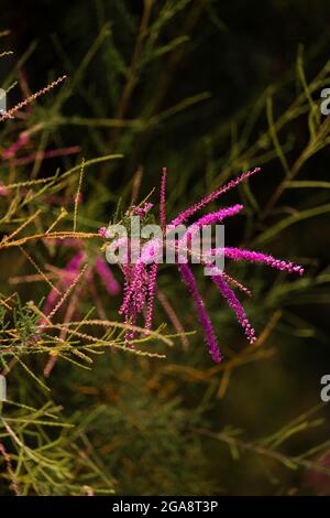 Tamarix chinensis violette Blume mit dunklem Hintergrund Stockfoto