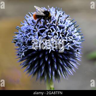 Bienenzucht auf dem blauen Blütenkopf eines Echinops. Stockfoto